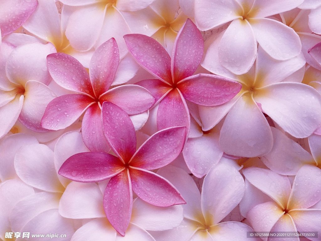 粉色花瓣 小花 浅粉色 装饰花
