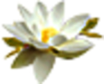 花 矢量花 小碎花