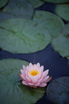 花 矢量花 小碎花