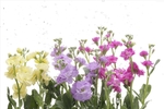 花 矢量花 小碎花