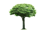 绿化树 小树 大树