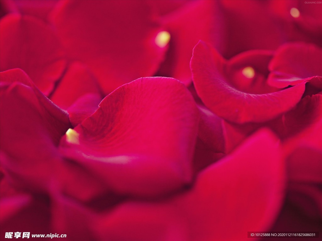 花 矢量花 小碎花