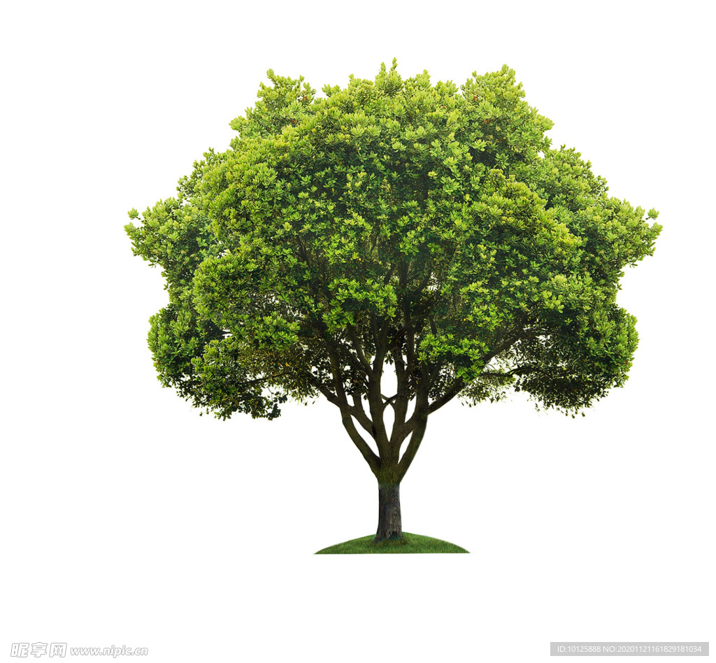 绿化树 小树 大树