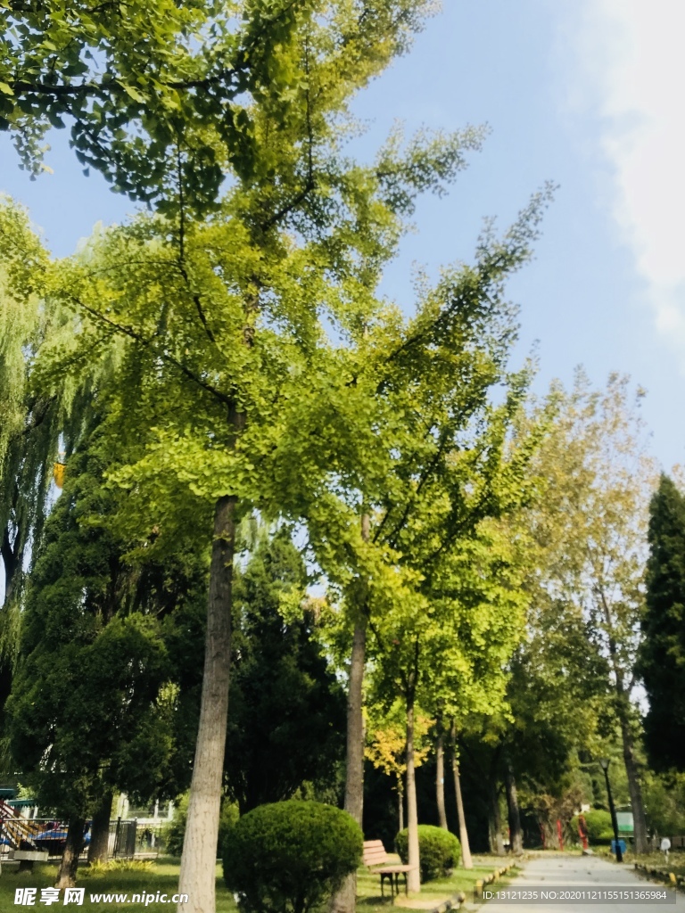 绿树