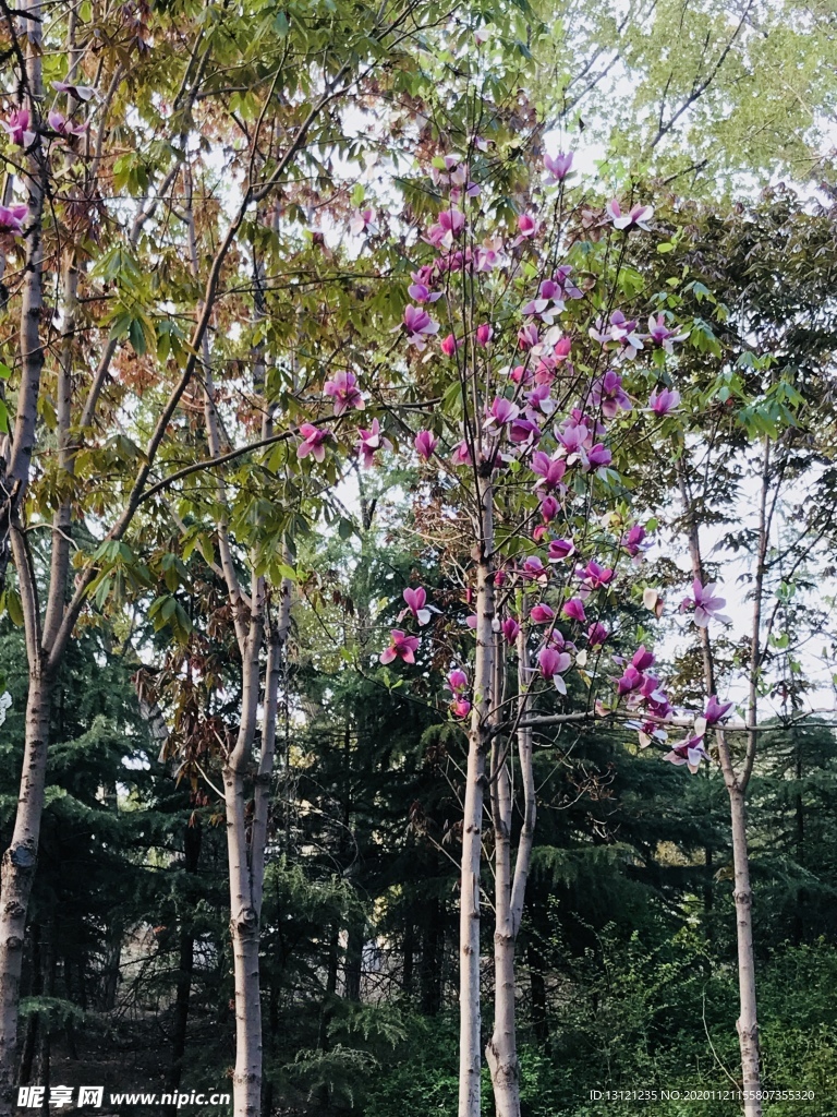 玉兰花