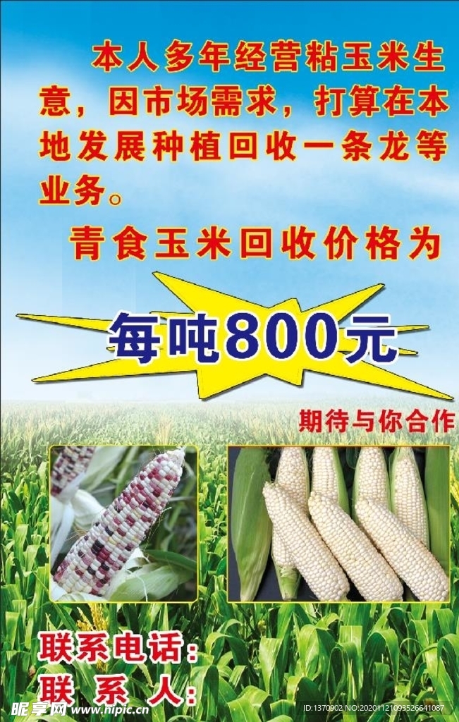 玉米地海报