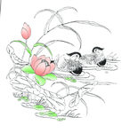 鸳鸯