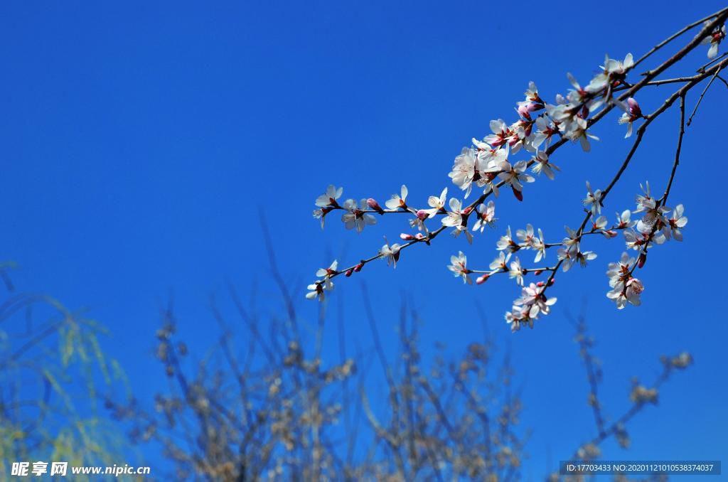 树上开花春分