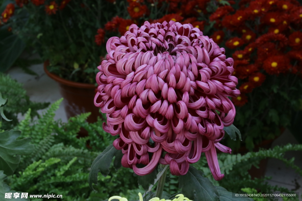 菊花