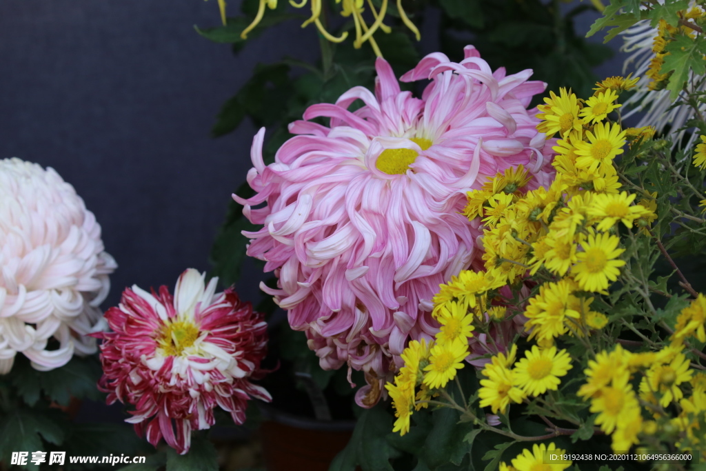菊花