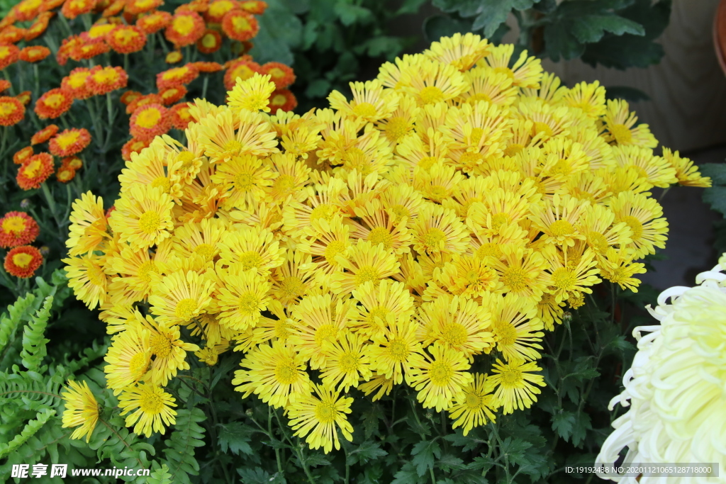 菊花