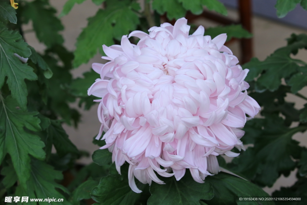 菊花