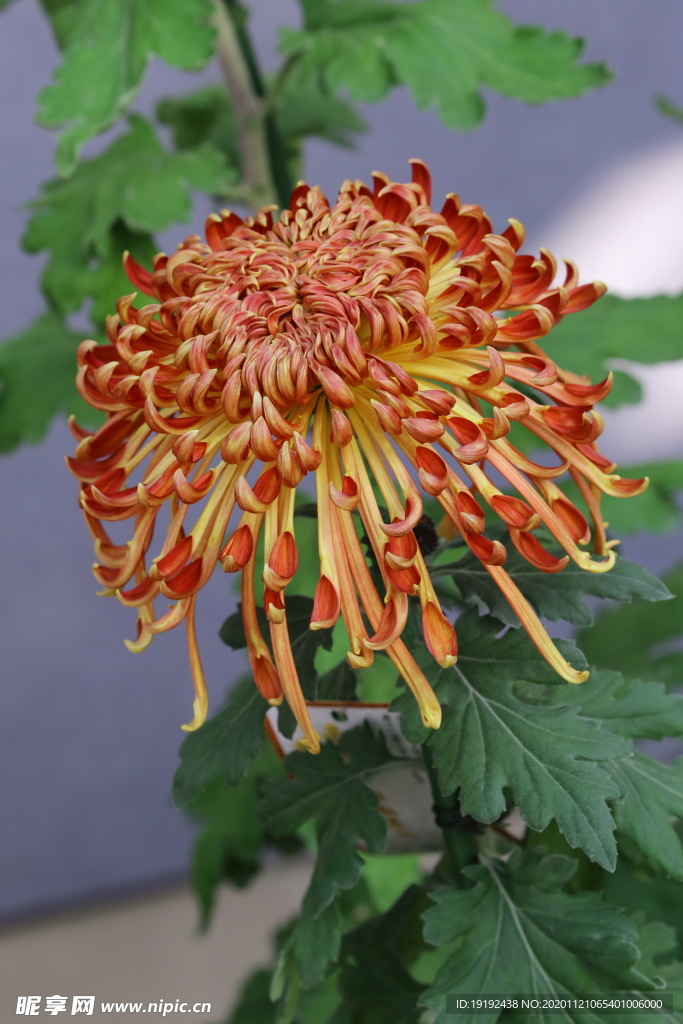 菊花
