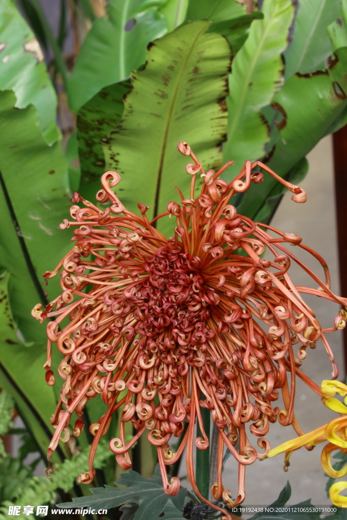 菊花