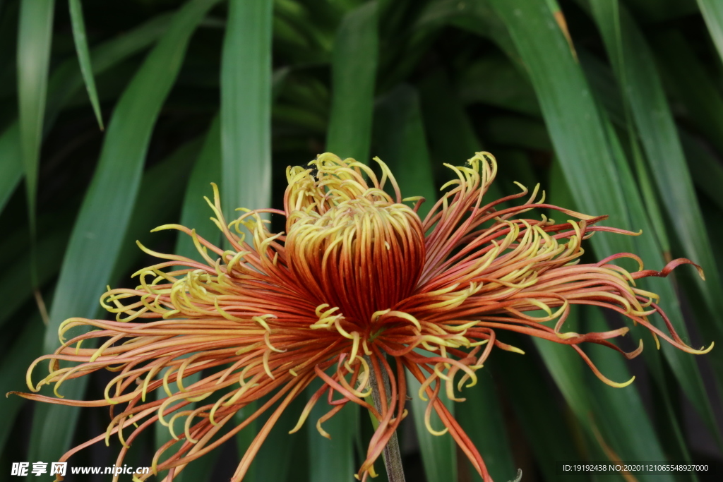 菊花