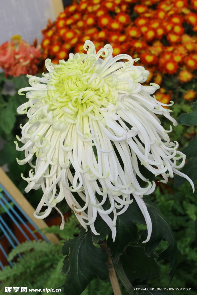 菊花