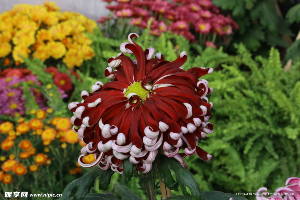 菊花