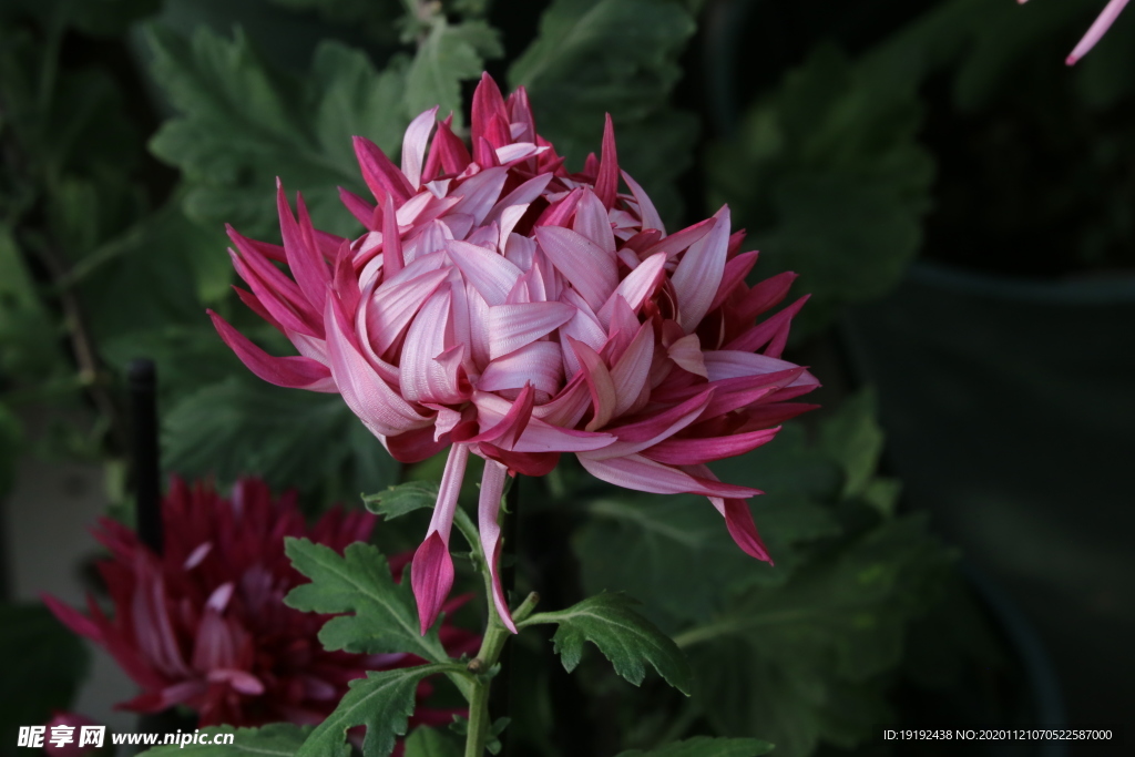 菊花