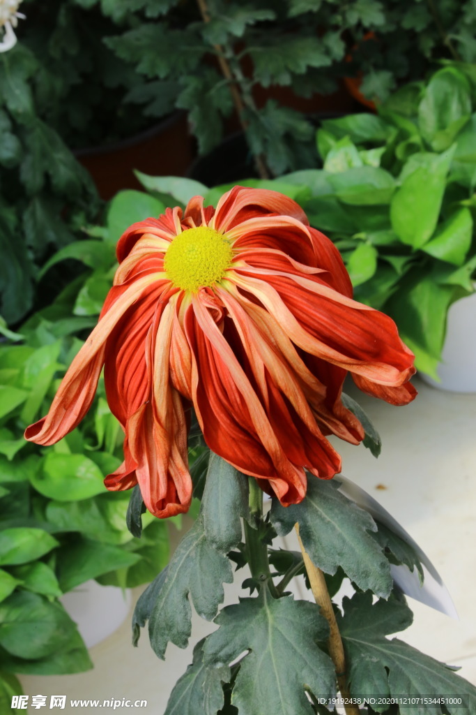 菊花