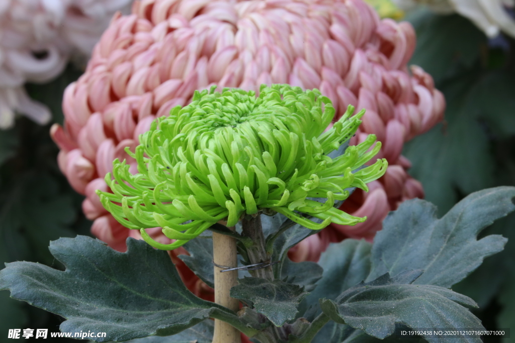 菊花