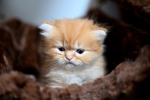 家猫