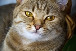 家猫