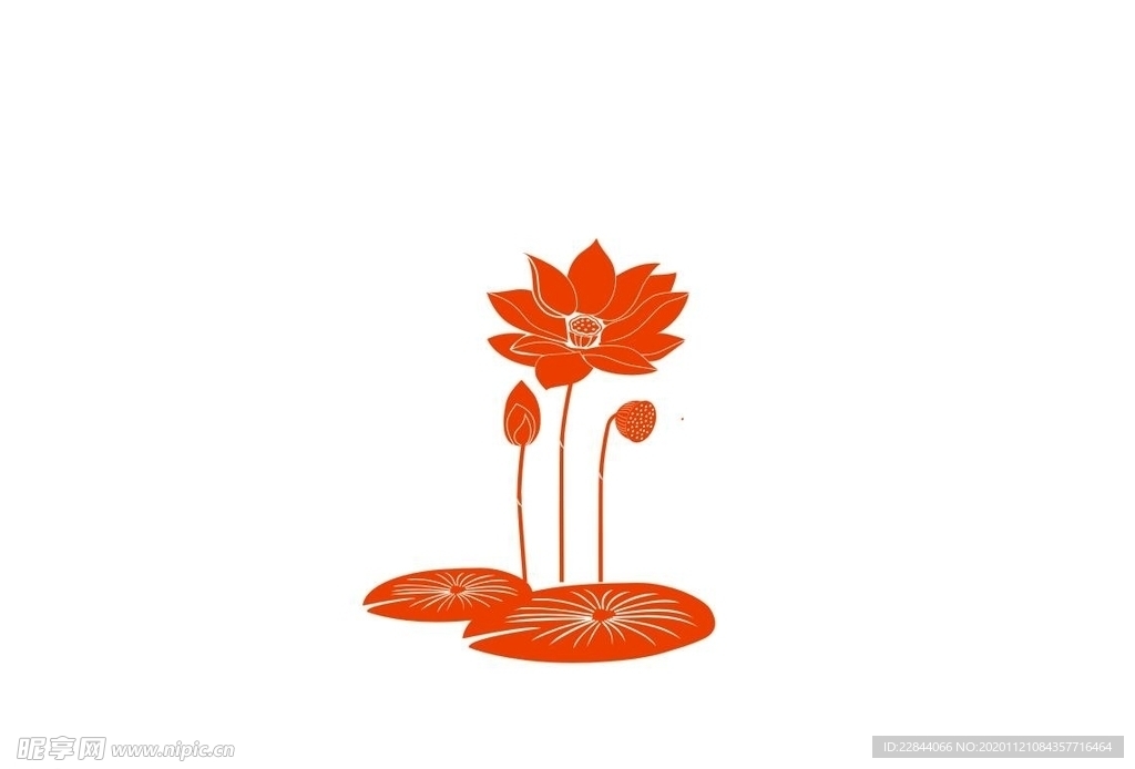 荷花