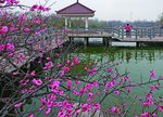 梅香植物园