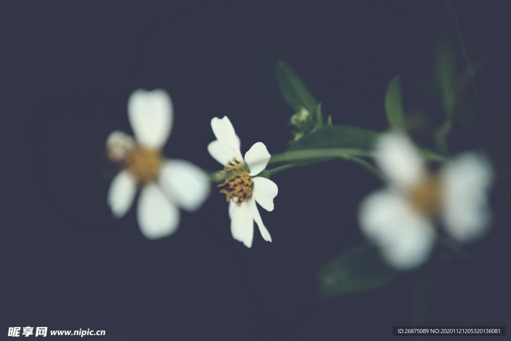 花卉图片 自然绿色植物 植物图