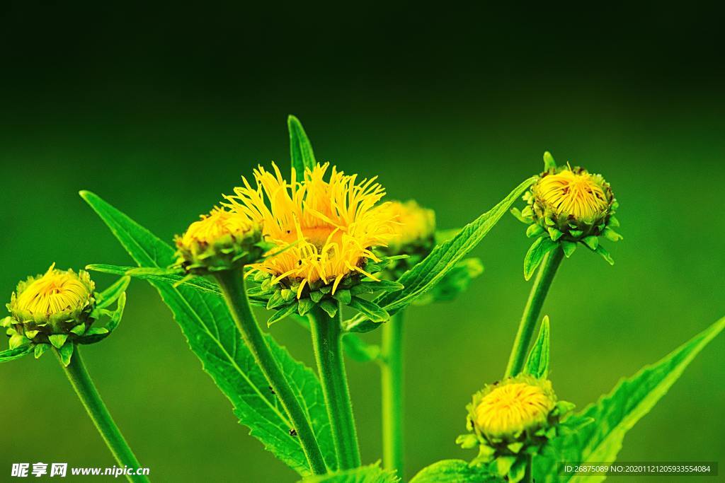 花卉图片 自然绿色植物 植物图