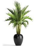 盆栽植物