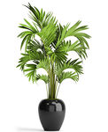 盆栽植物