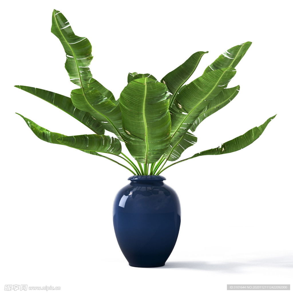 盆栽植物