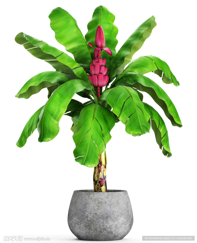 盆栽植物