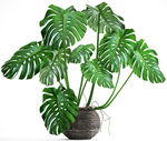 盆栽植物