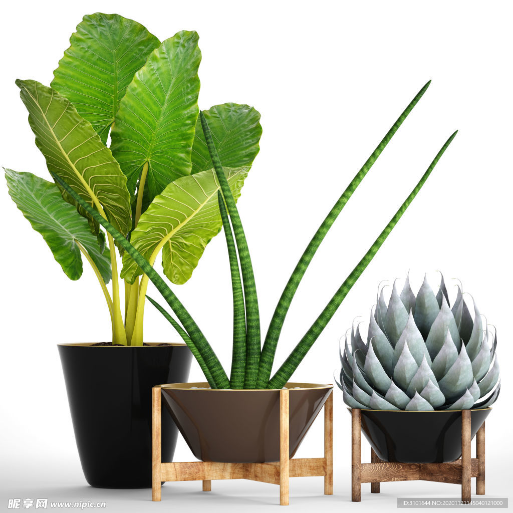 盆栽植物