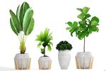 盆栽植物