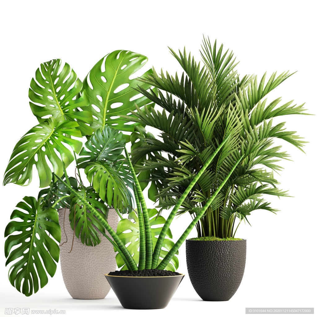 盆栽植物