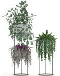 盆栽植物