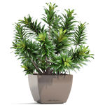 盆栽植物