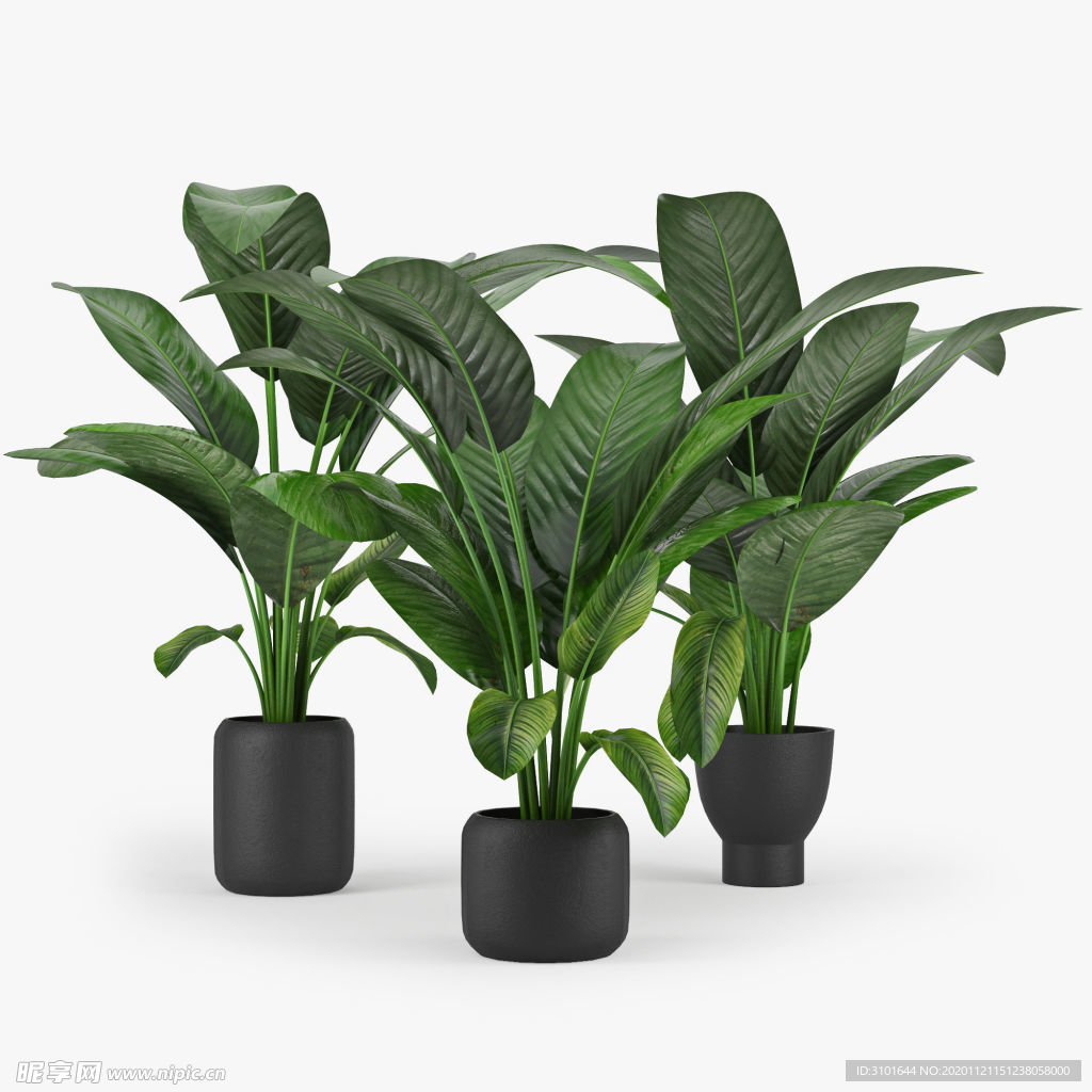 盆栽植物