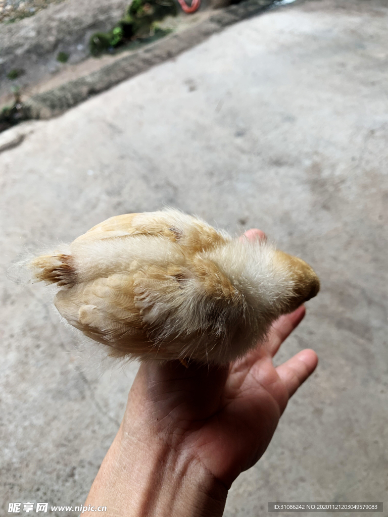 小鸡