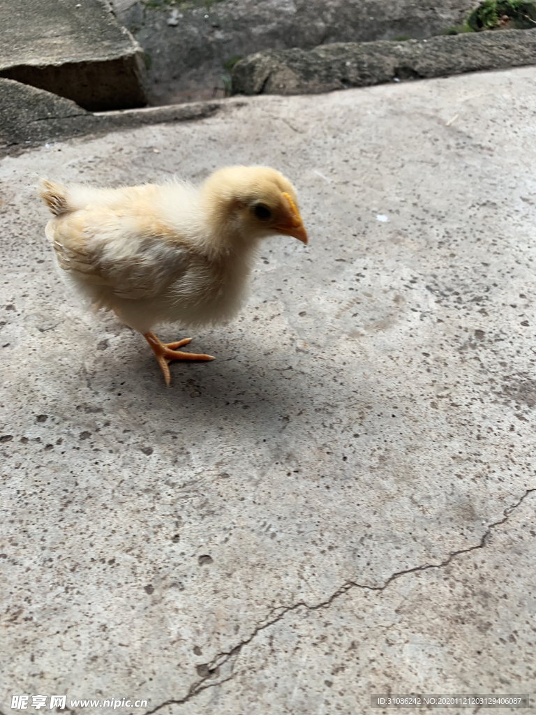 小鸡仔