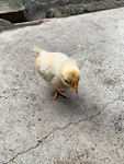 幼鸡