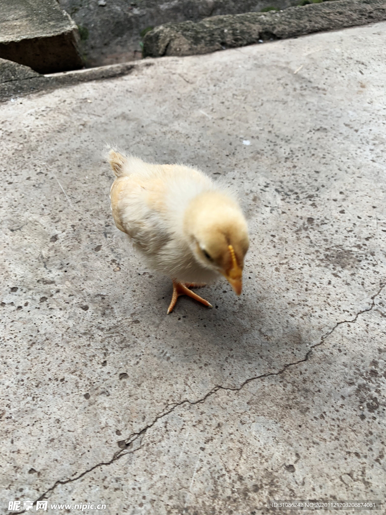 幼鸡