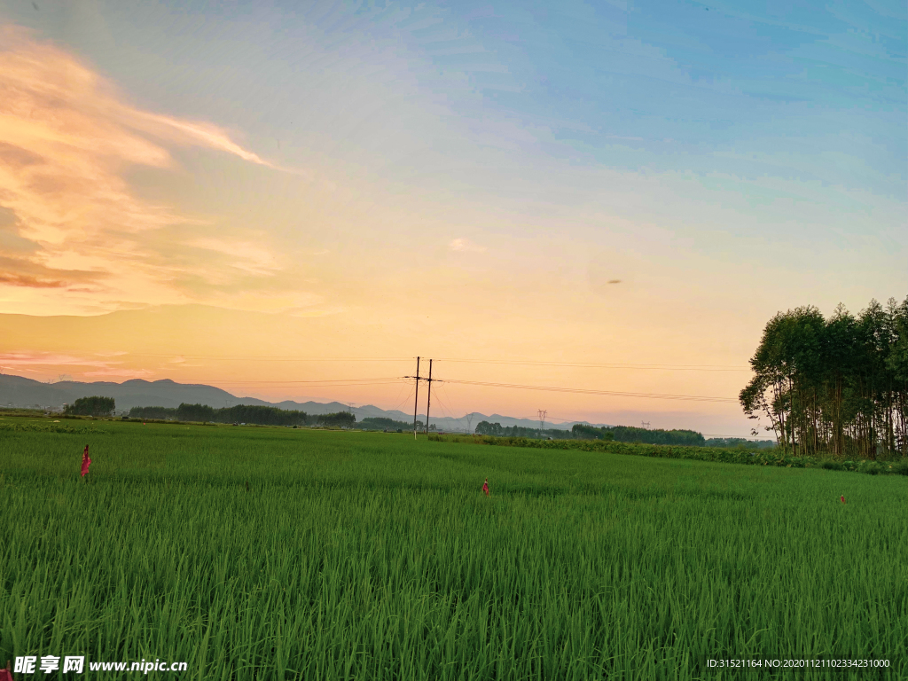 美丽的黄昏和稻田拍摄图