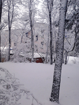 雪树林