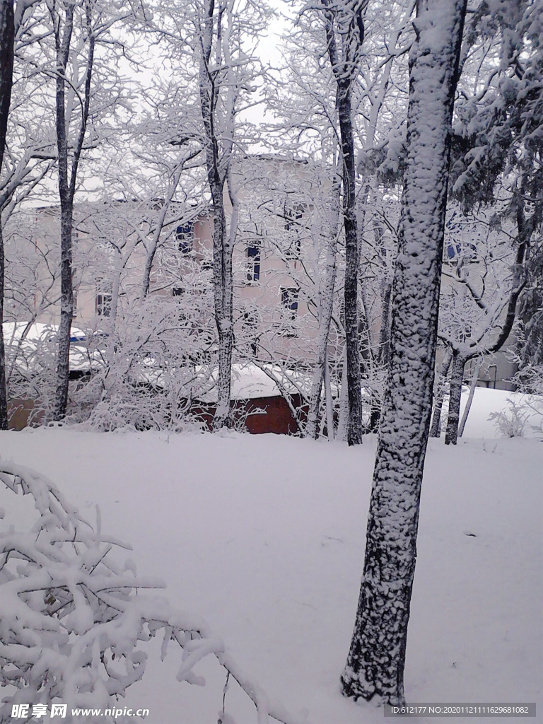 雪树林