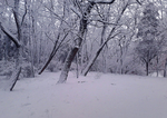 雪原林海