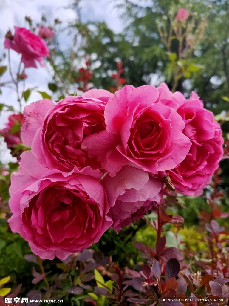 花